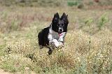 BORDER COLLIE 366